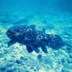 Coelacanth