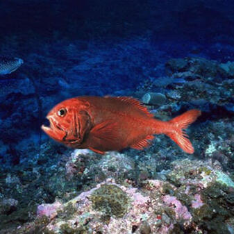 Orange Roughy