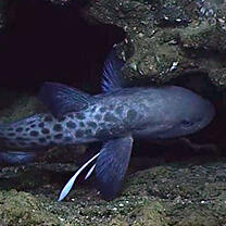 Jellynose Fish