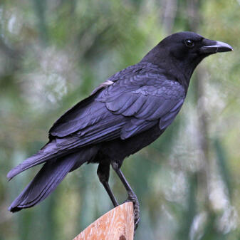 American Crow